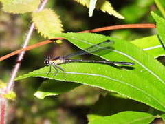 Lestoidea brevicauda