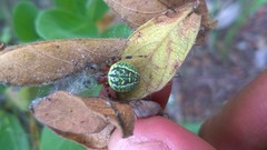 Araneus guttatus