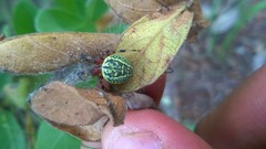 Araneus guttatus