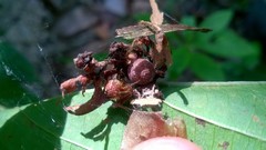 Nihonhimea tesselata