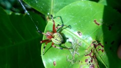 Araneus guttatus
