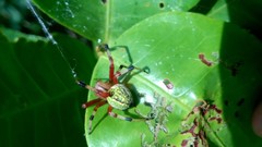 Araneus guttatus