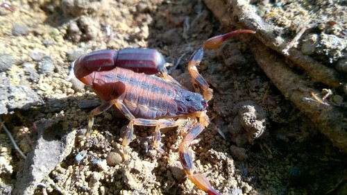 Tityus fasciolatus photo 5
