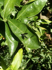 Trypargilum