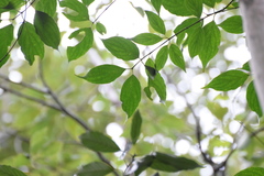 Cornus wilsoniana