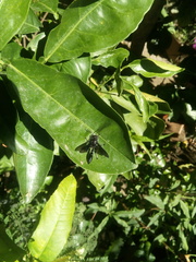 Trypargilum