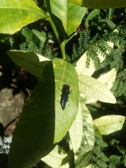 Trypargilum