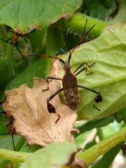 Leptoglossus phyllopus