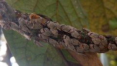 Metcalfiella