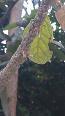 Metcalfiella