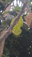 Metcalfiella