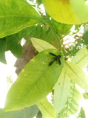 Trypargilum