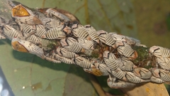 Metcalfiella