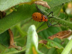 Leptoglossus phyllopus