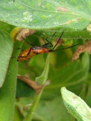 Leptoglossus phyllopus