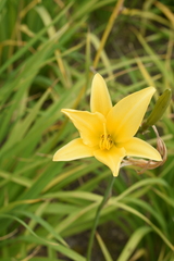 Hemerocallis lilioasphodelus
