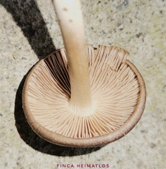 Collybiopsis gibbosa