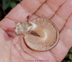 Collybiopsis gibbosa