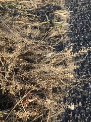Lepidium ruderale