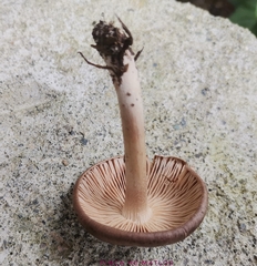 Collybiopsis gibbosa