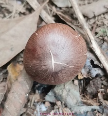 Collybiopsis gibbosa