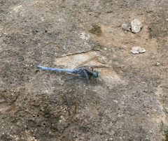 Orthetrum chrysostigma