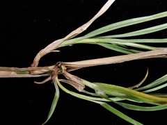 Carex harfordii