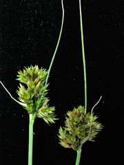 Carex harfordii