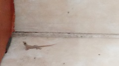 Hemidactylus platyurus