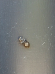 Leanobium flavomaculatum