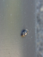 Leanobium flavomaculatum