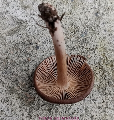 Collybiopsis gibbosa