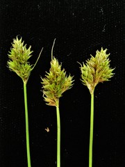 Carex harfordii