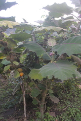 Solanum quitoense