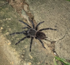 Lasiodora