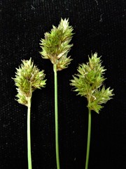 Carex harfordii