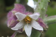Solanum quitoense