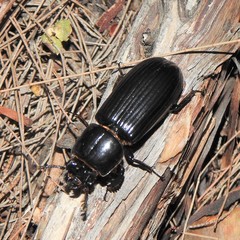 Aulacocyclus