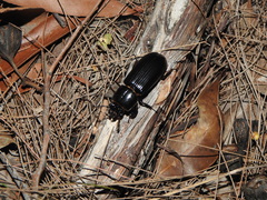 Aulacocyclus