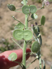 Dimorphocarpa candicans