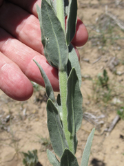 Dimorphocarpa candicans