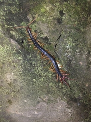 Parotostigmus