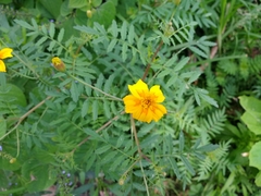 Tagetes lunulata