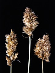 Carex harfordii