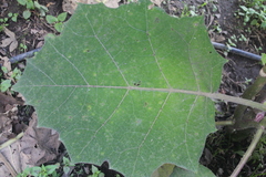 Solanum quitoense