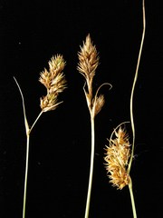 Carex harfordii