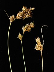 Carex harfordii
