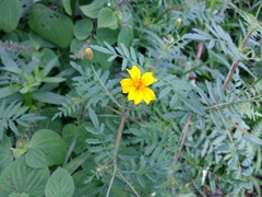 Tagetes lunulata