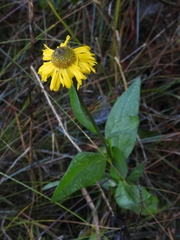 Helenium bolanderi