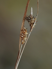 Carex viridula viridula